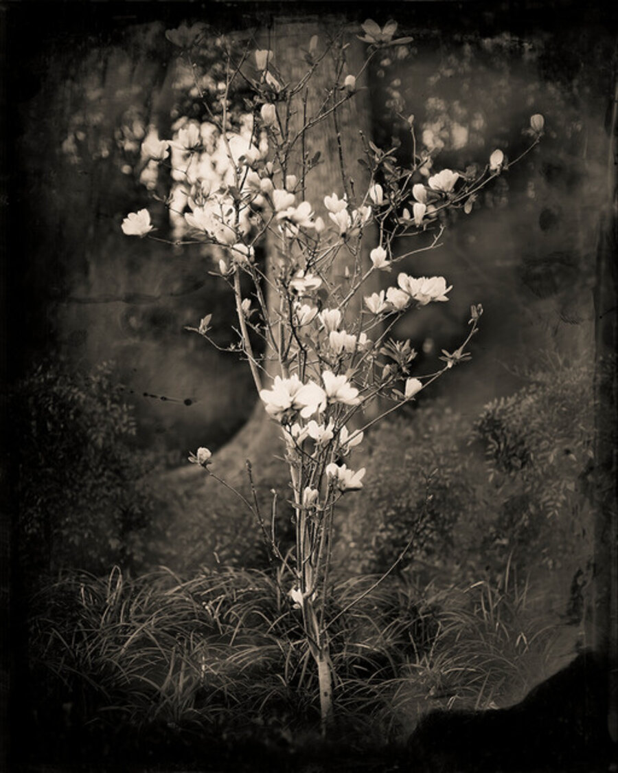 Mexican Dogwood