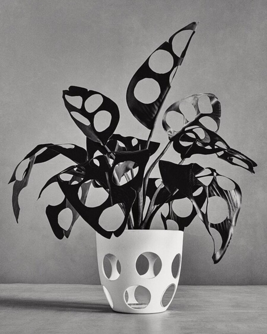 The Plant