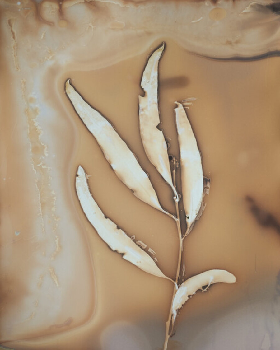 Eucalyptus camaldulensis 4, Ercolano, Vesuvio