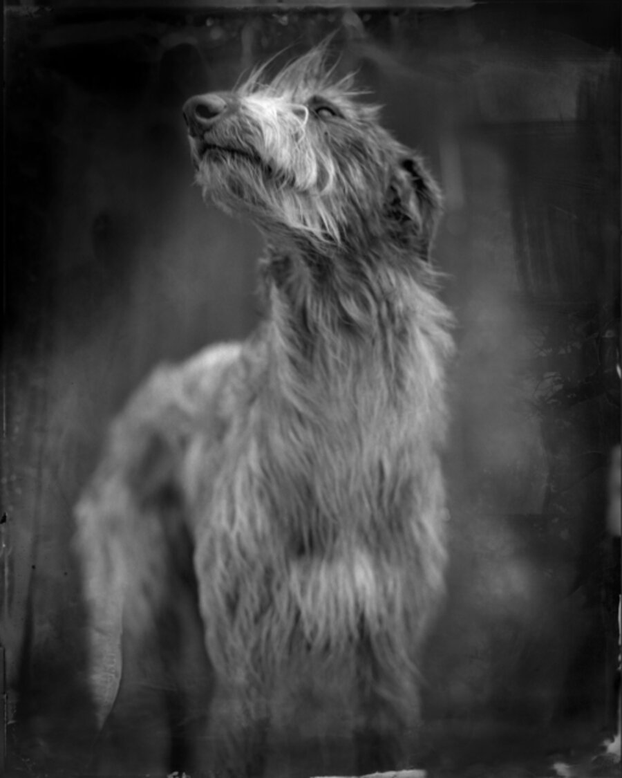 Bog Dog