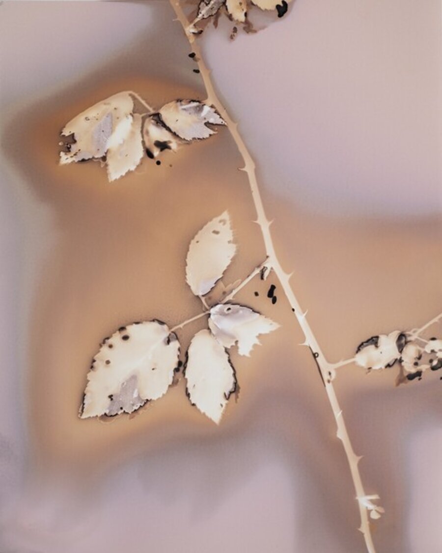 Rubus Ulmifolius 1, Temporary storage site for packaged waste, Villa Literno