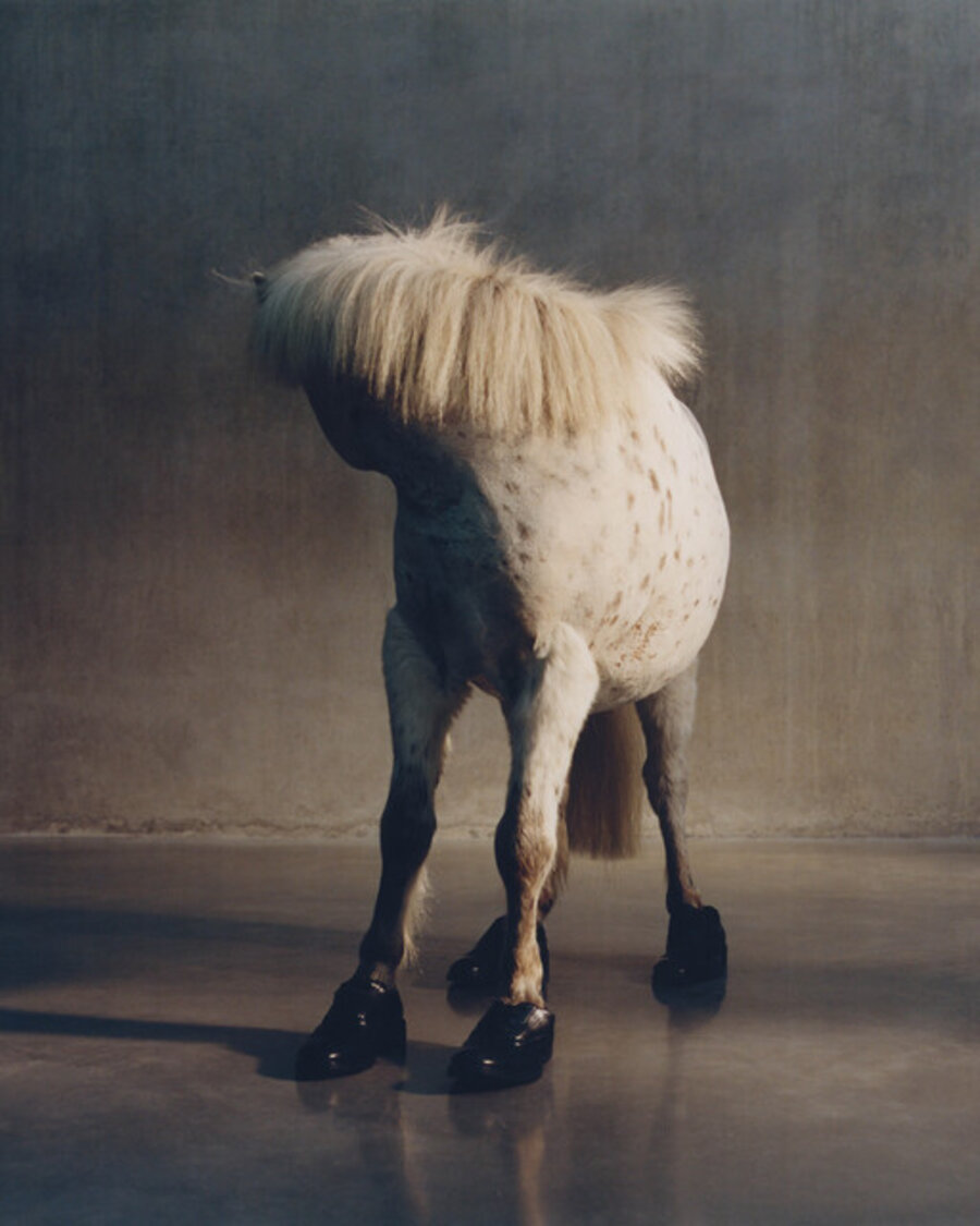 The Horse Sings Quietly