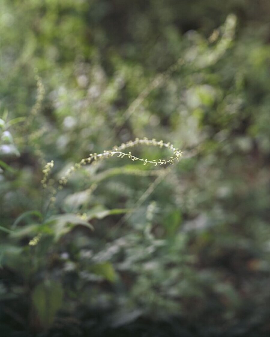 Seeing Anew, Ed. 2/12