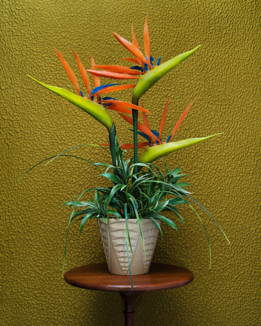 Cream Vase