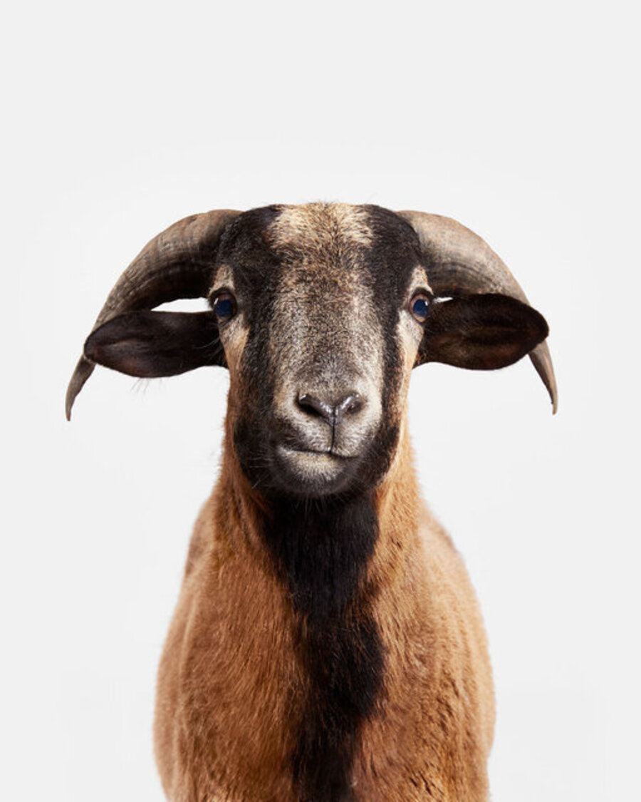 Octavius
