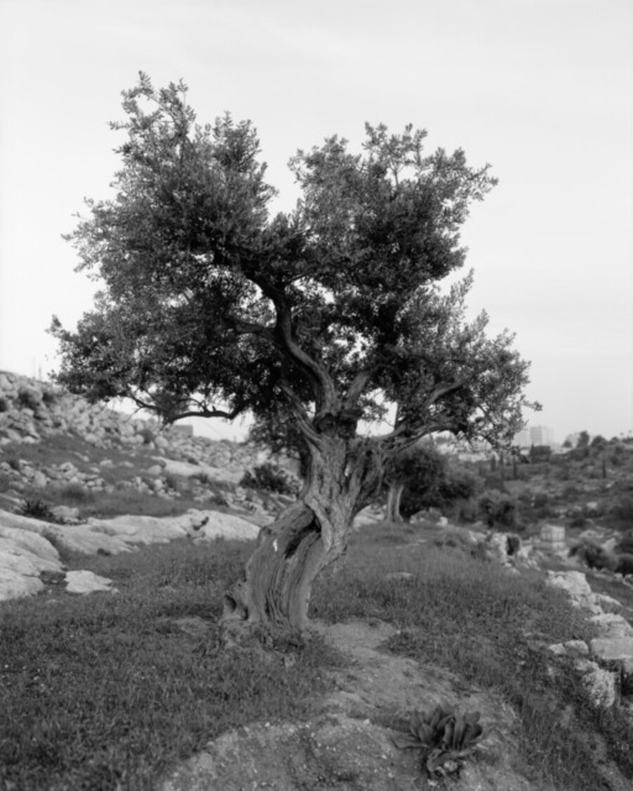 N31° 42.7068’ E035°13.1920’ Anchor in the Landscape