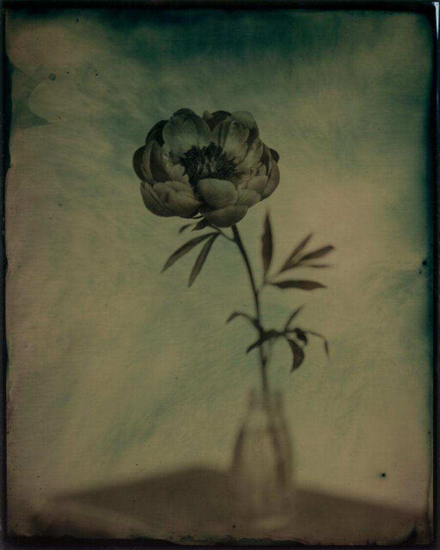 Single Peony