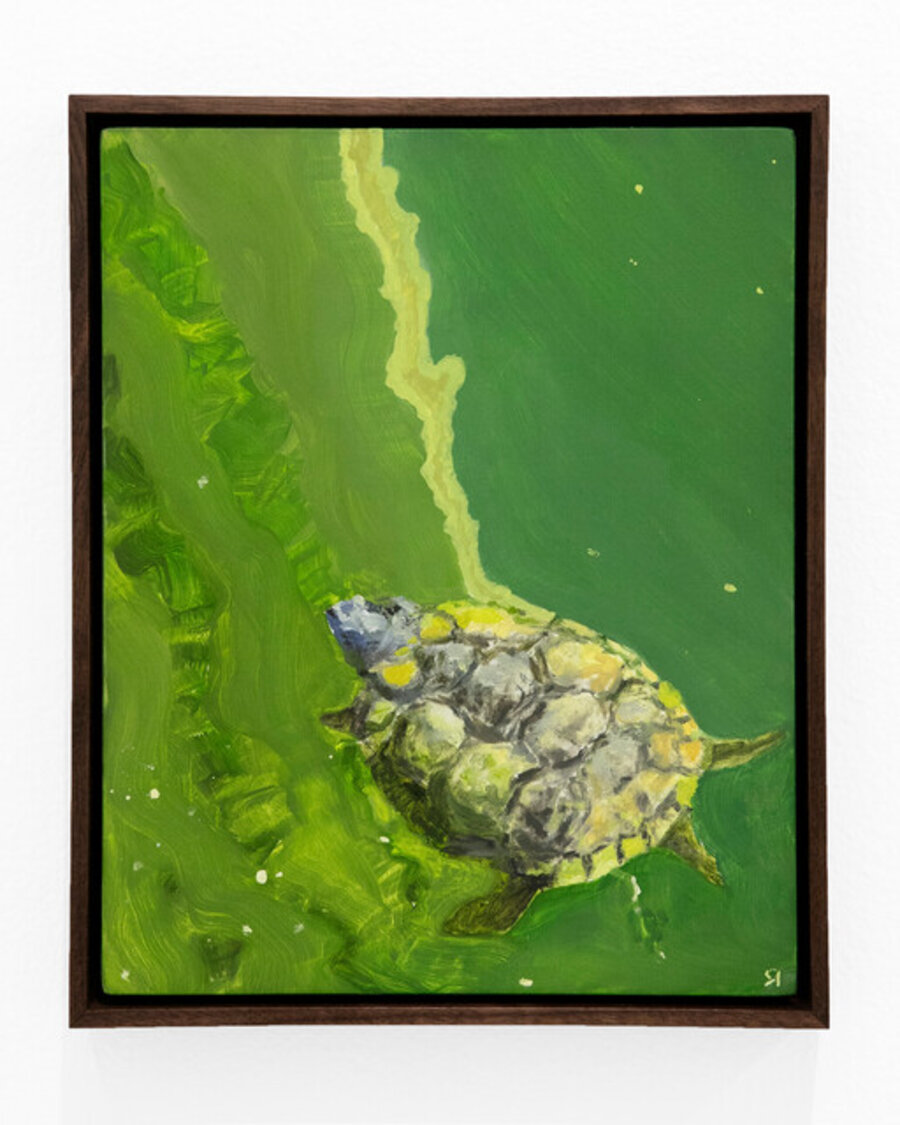 Turtle