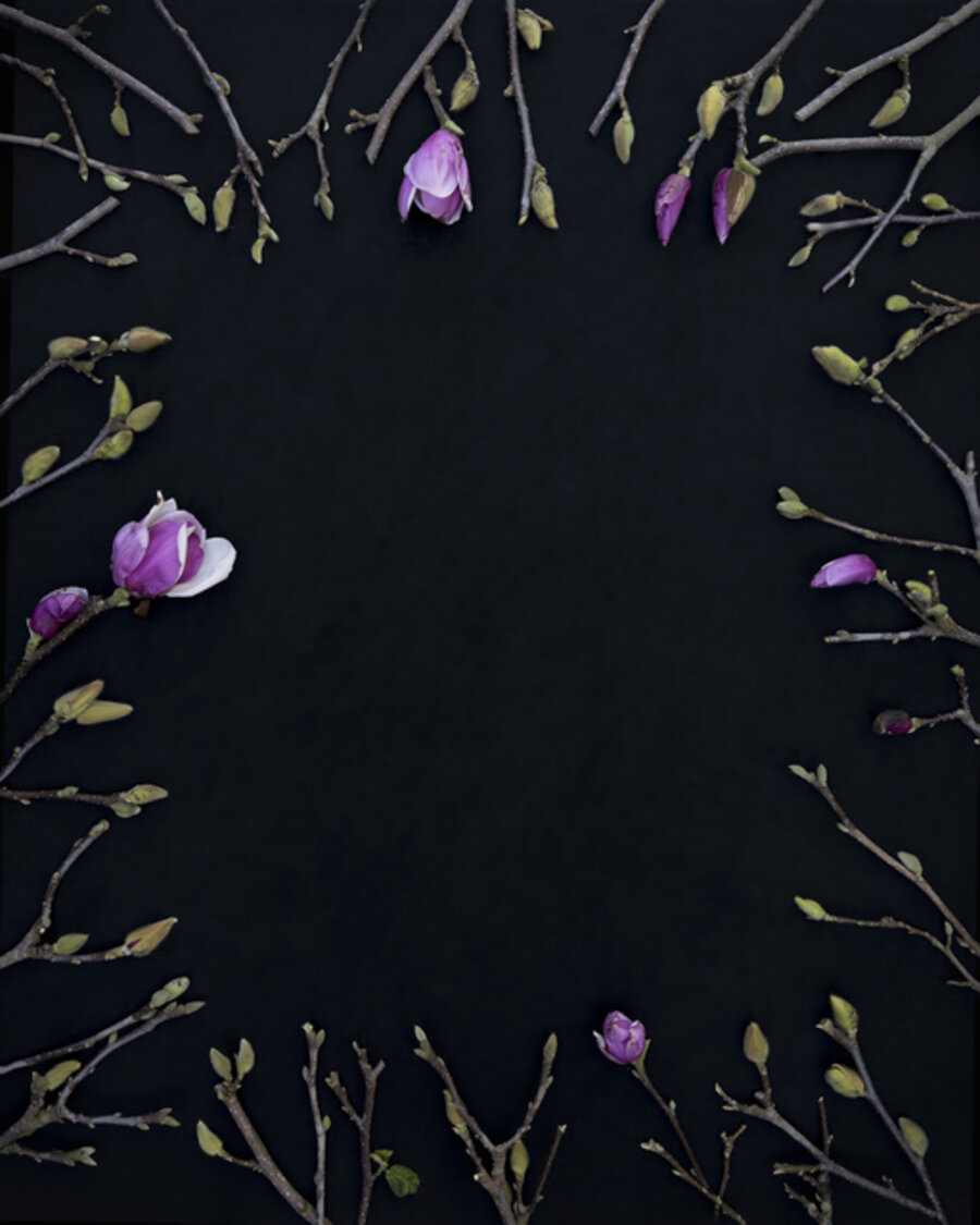 Maquette | Magnolia