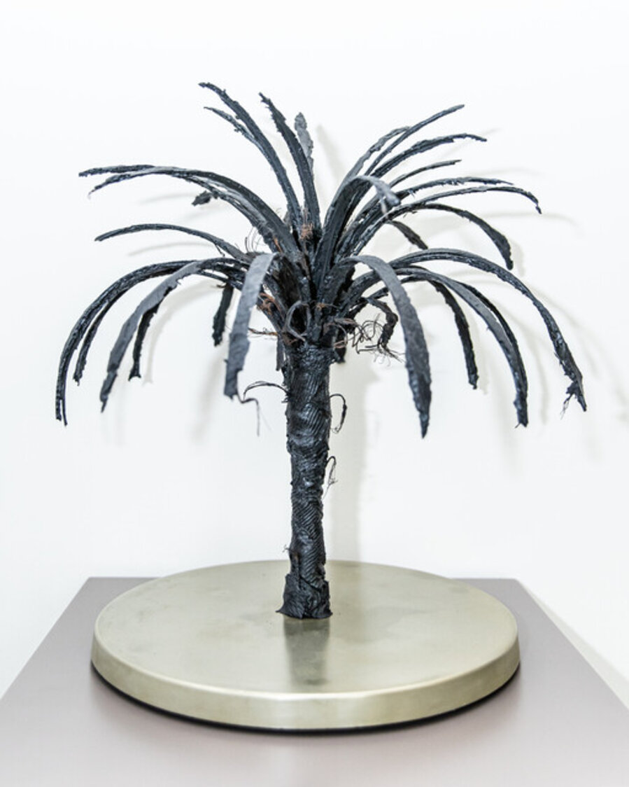 Black Palm 4