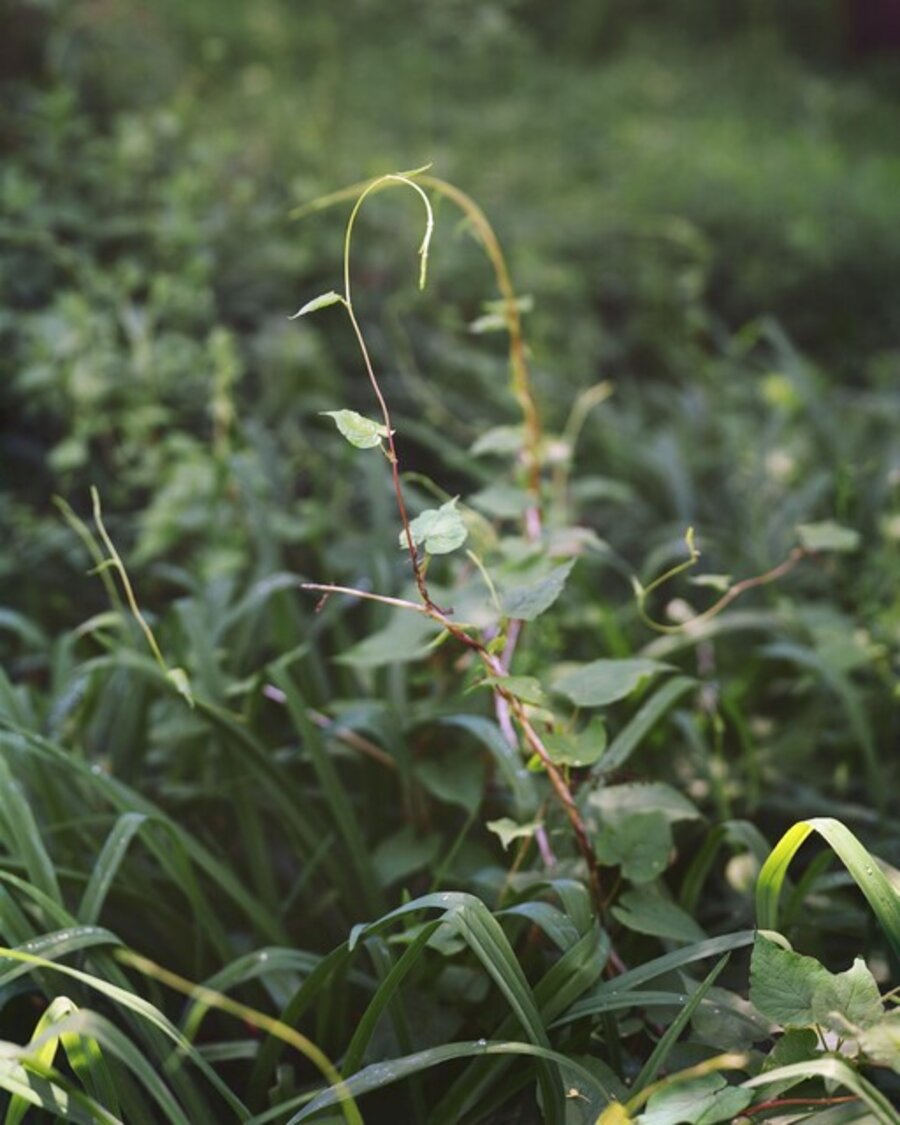 Spring Tendrils, Ed. 2/12