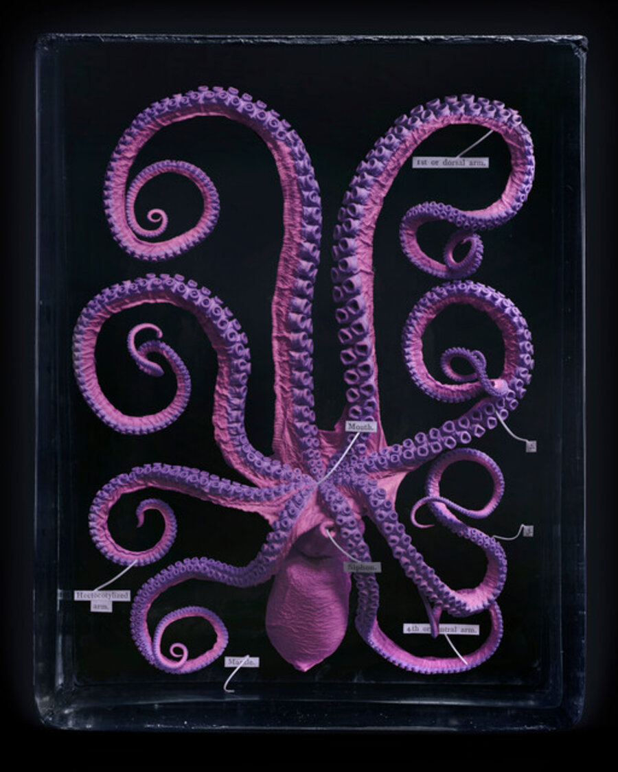 Octopus L