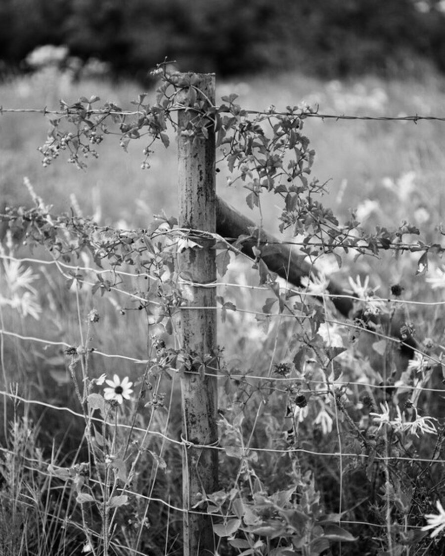 Fence Post, Rouch Rock, Texas