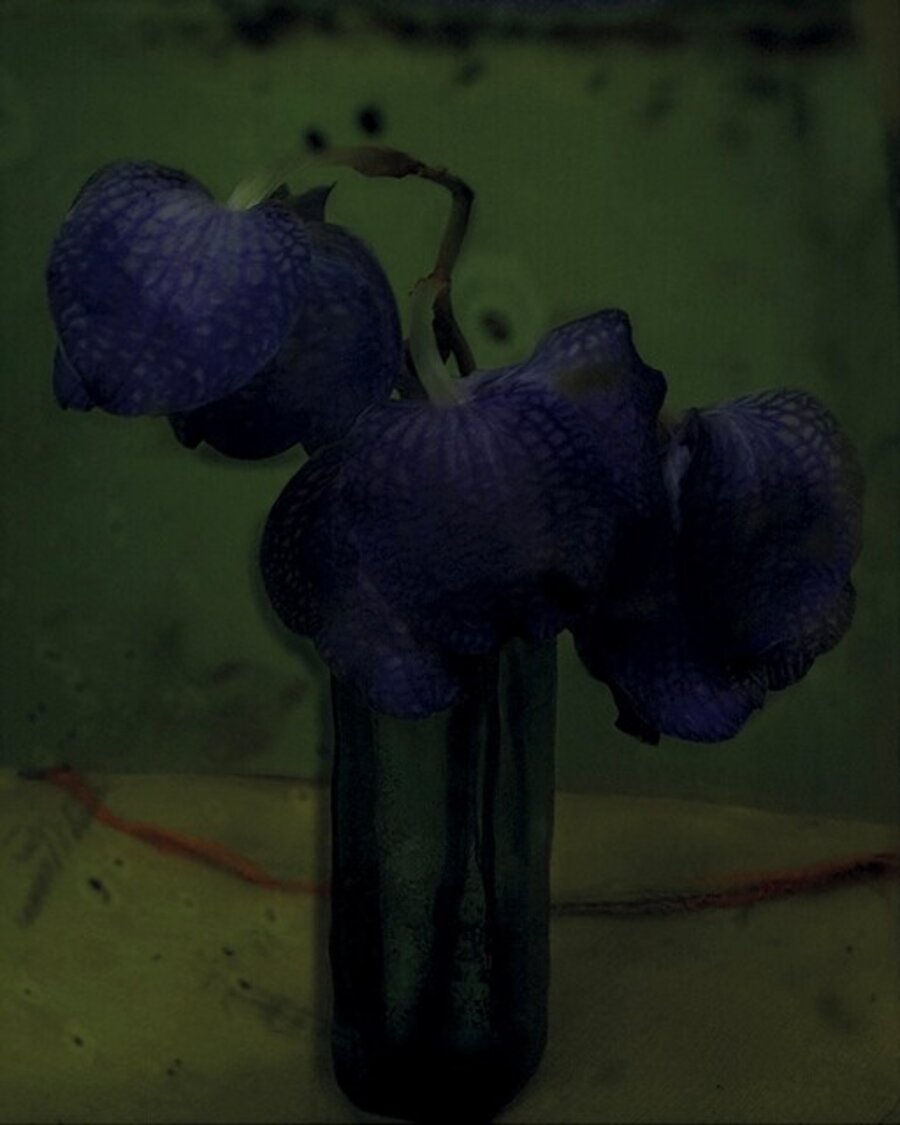 Les Orchidées