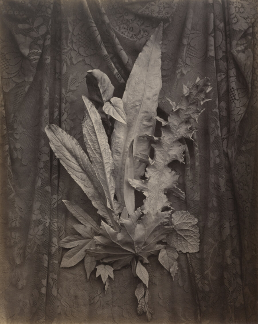 An Arrangement of Tobacco Leaves and Grass