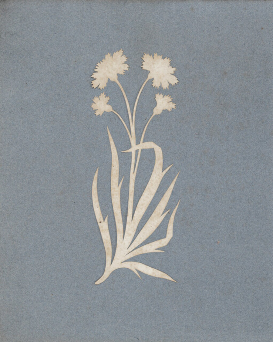 Cornflower