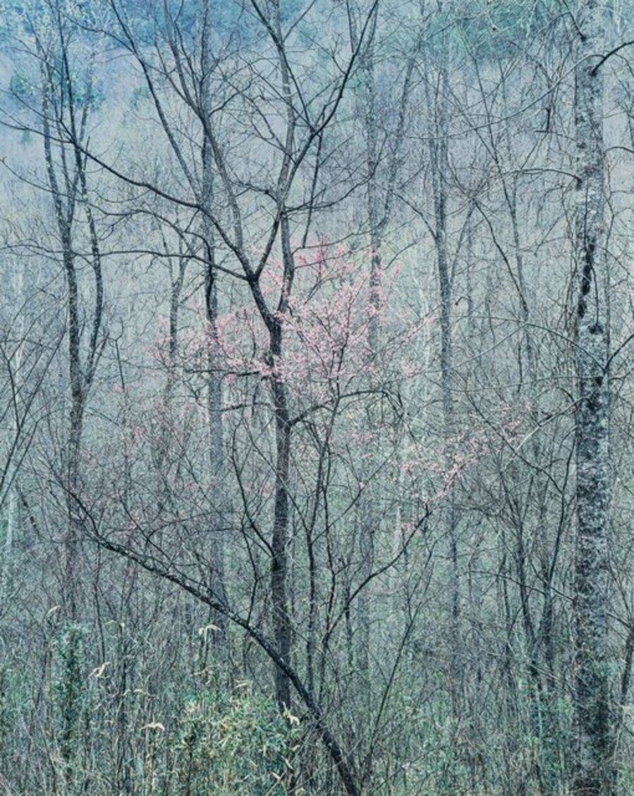 Redbud Trees in Bottom Land, Red River Gorge, Kentucky