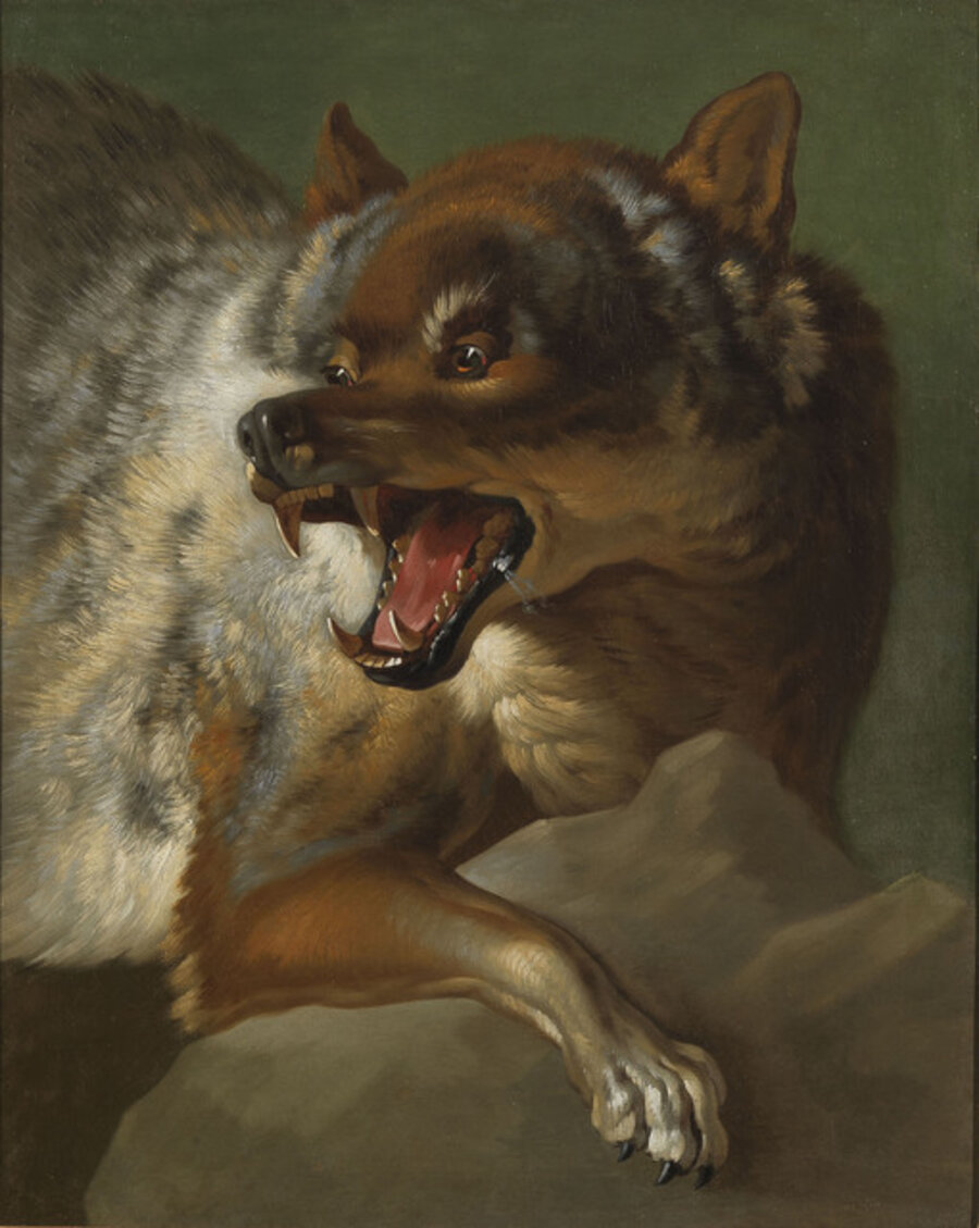 A Wolf