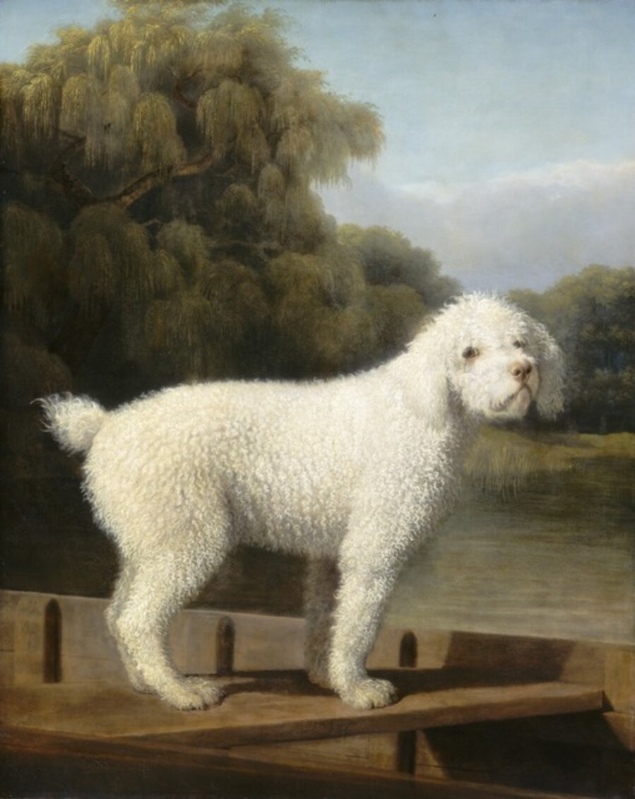 White Poodle in a Punt