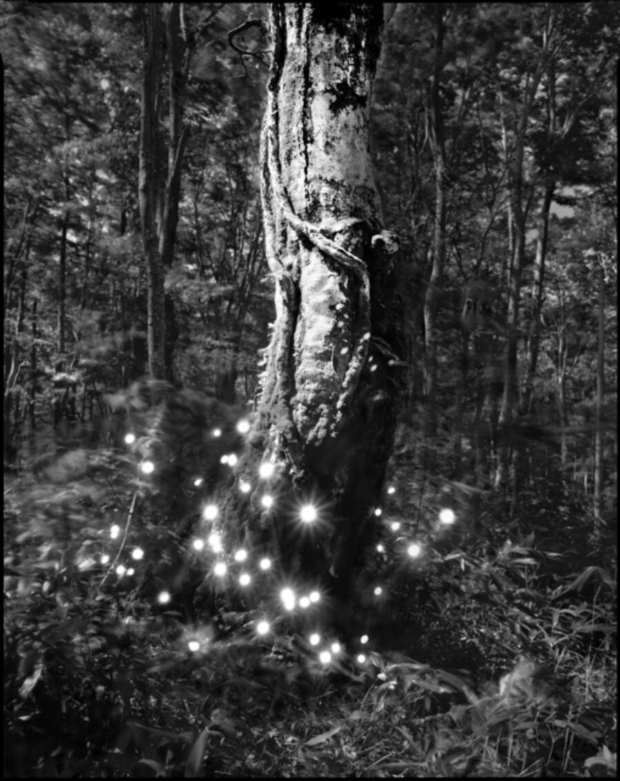 Photo-Respiration Trees Hakkoda #2