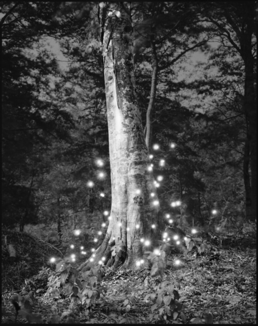 Photo Respiration Trees Shirakami #4