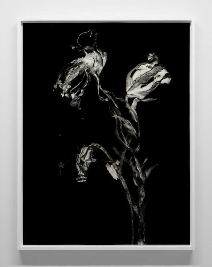 Fleur fantôme 1 EA 1/2