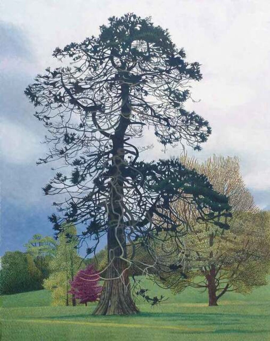 Fir Tree at Delamore