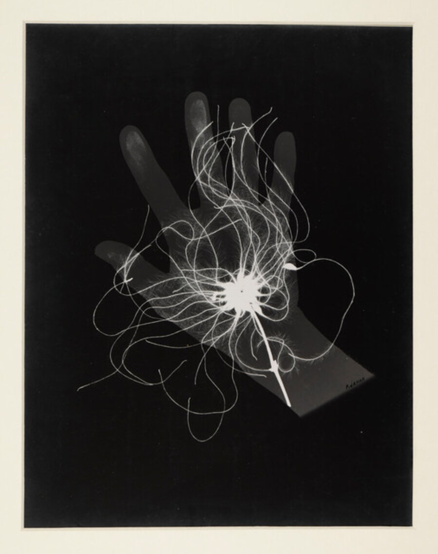 Sans titre (Herbier)