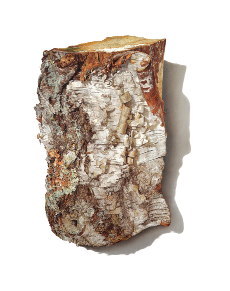 Firewood Series No.2