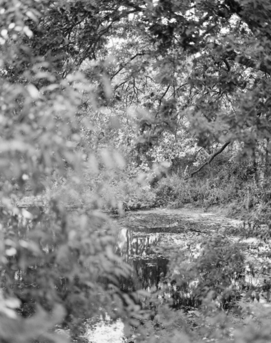 Untitled (from NATUR)