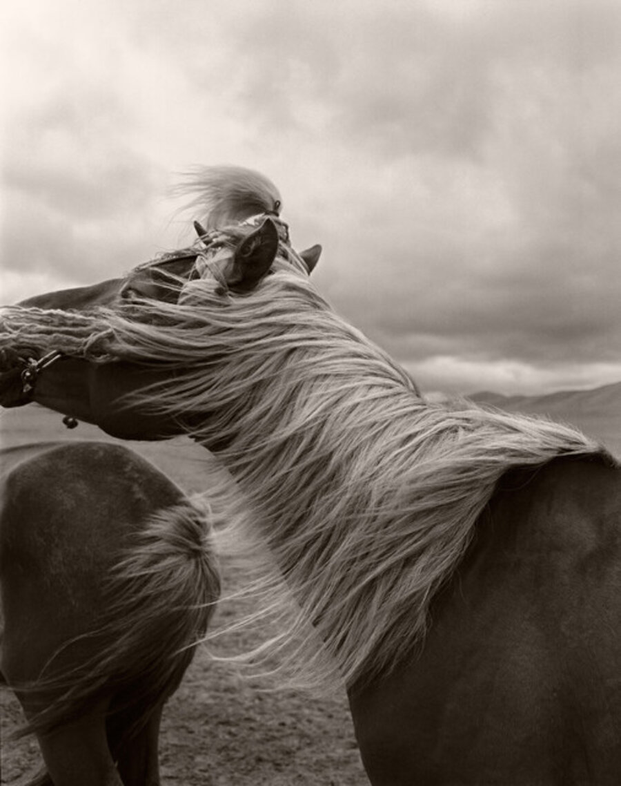Horse in Mongolia
