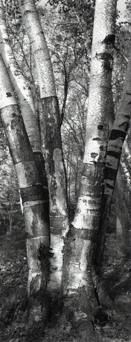 Thaddeus Holownia, ‘Tree XXV’, 2001-2004