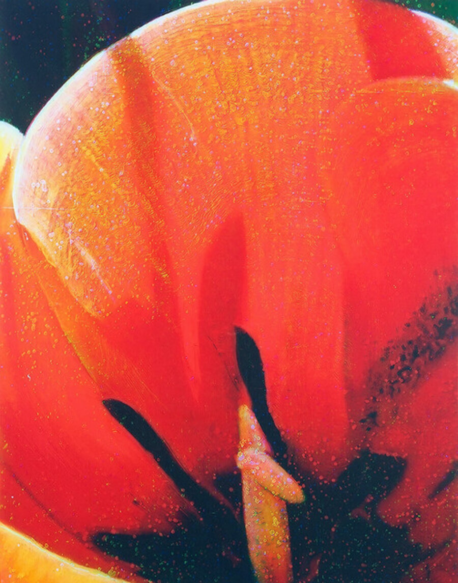 Tulip Shadows