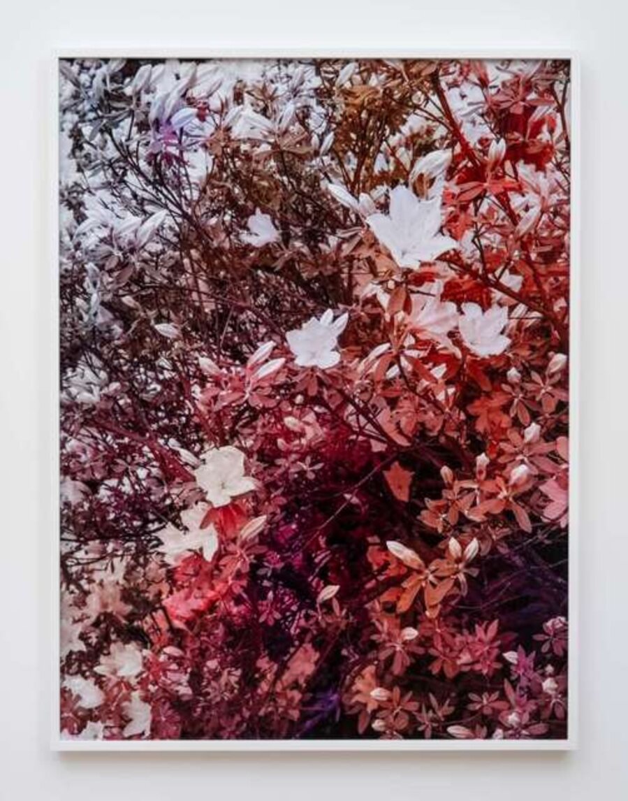 Bloom (#7f595e)