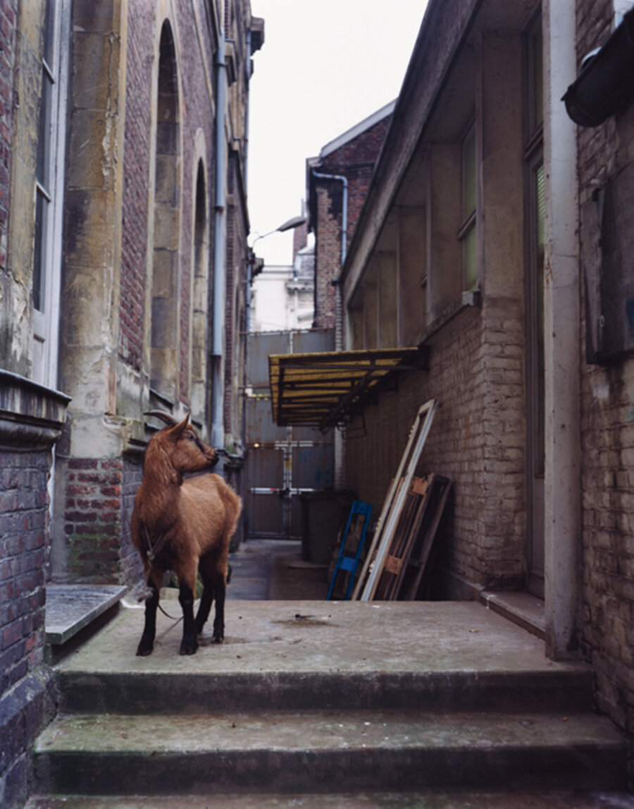 With Goat - Animals Looking Sideways Series