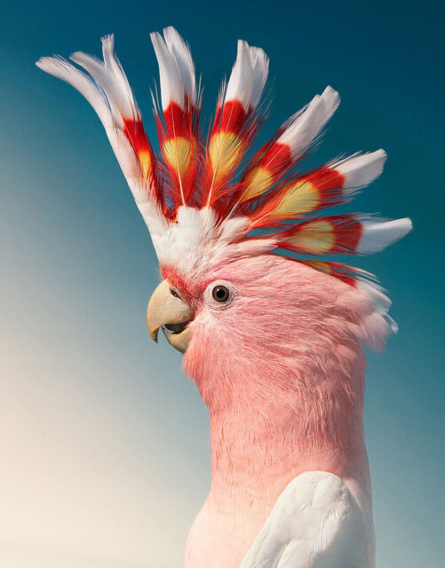 Major Mitchell's Cockatoo