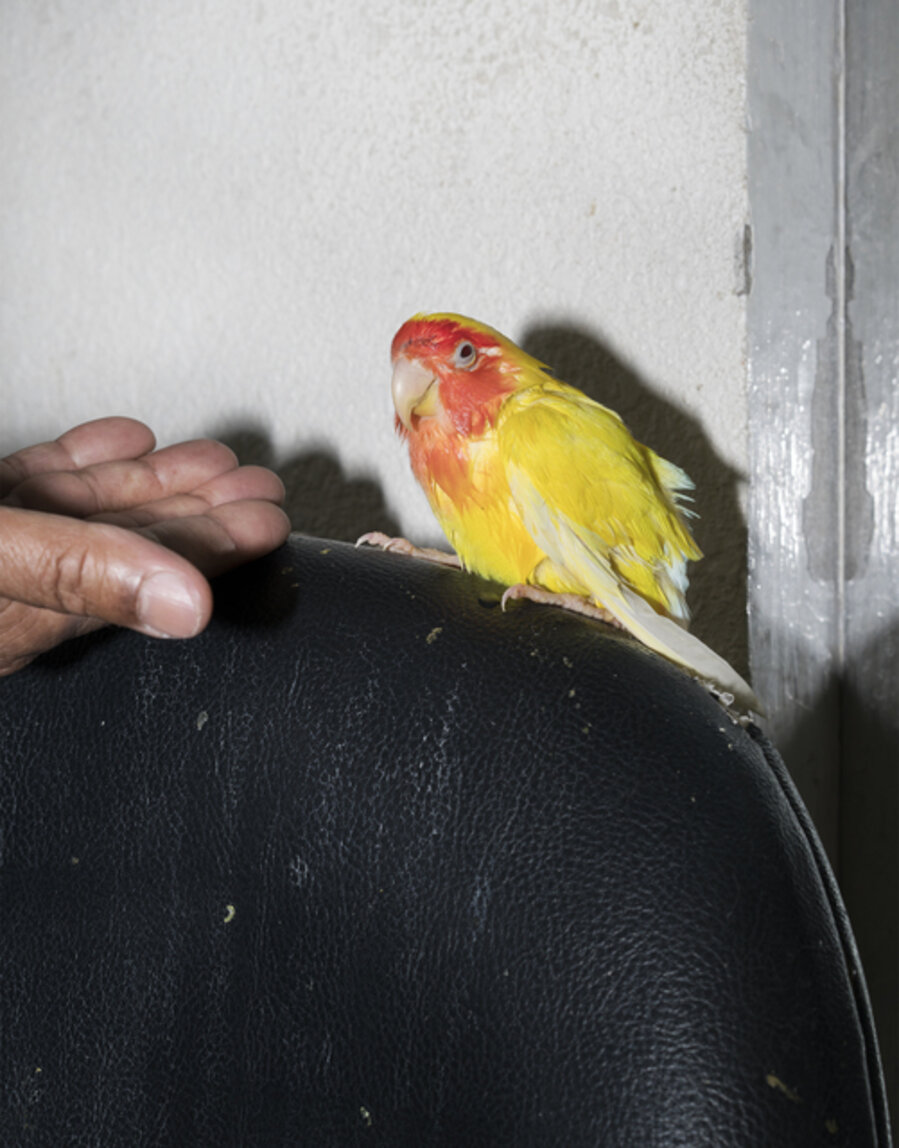 Bird Market
