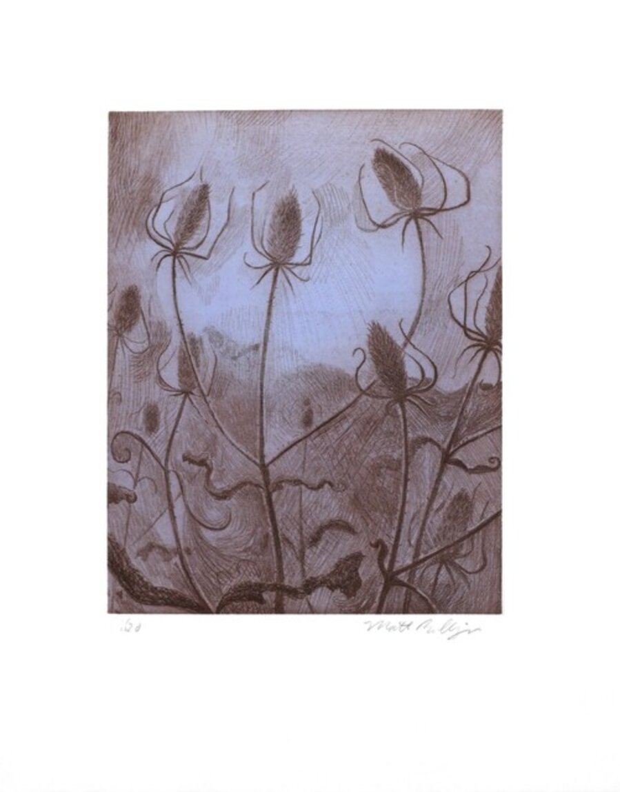 Spider's Teasel