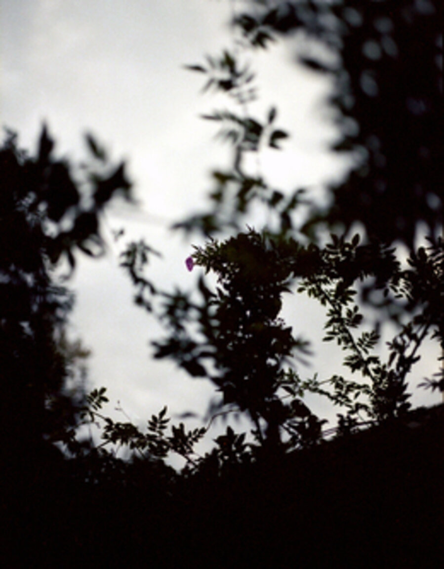Wysteria 3