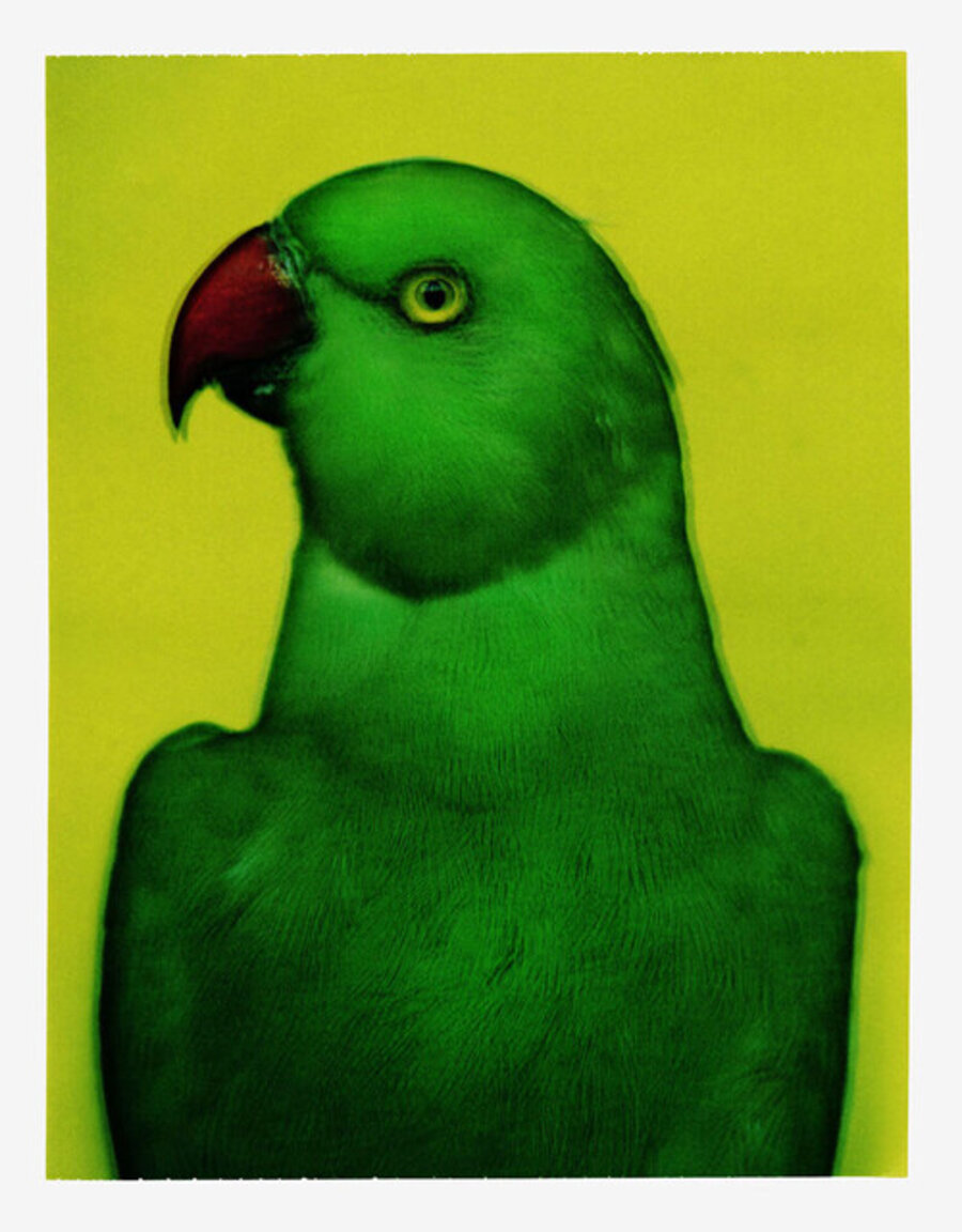 L'oiseau 2