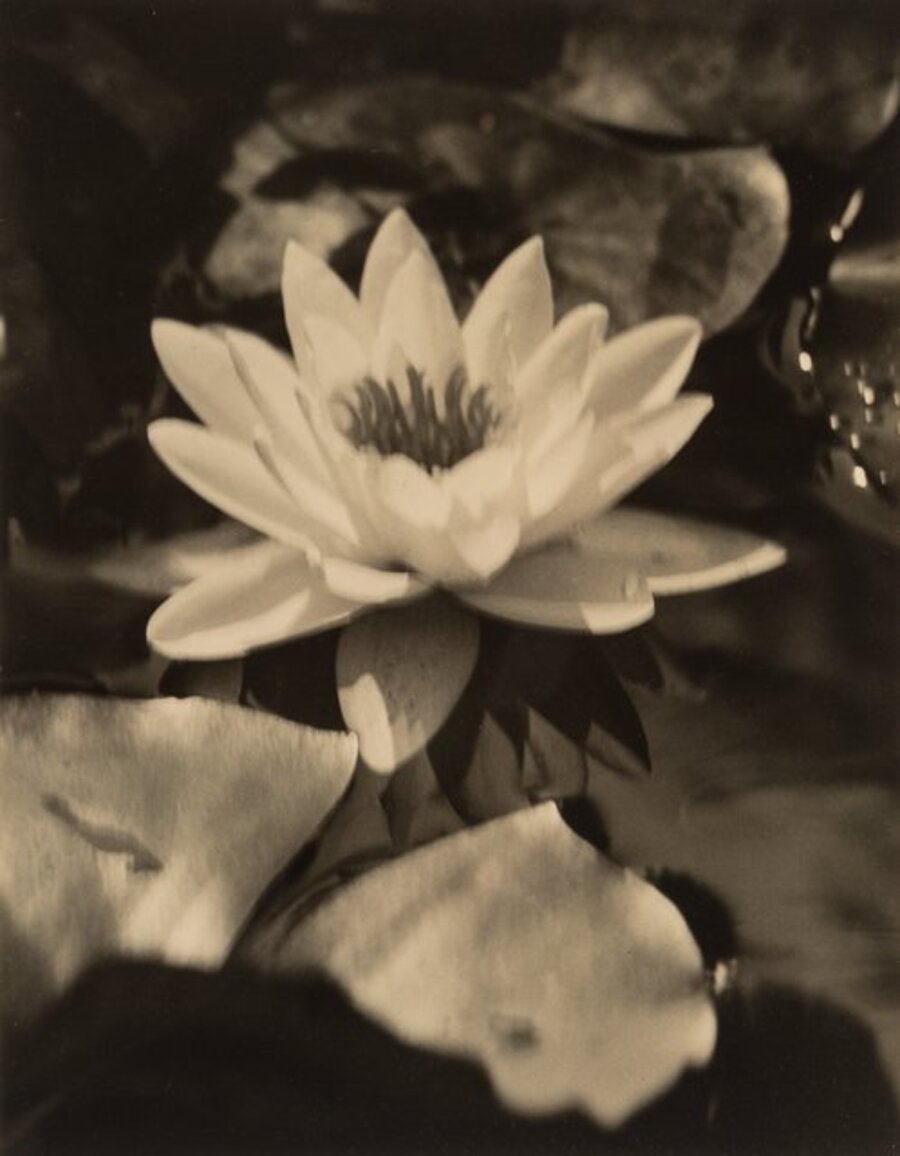 Water Lily