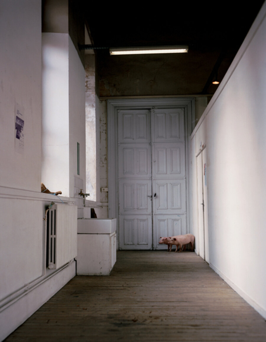 With Pigs - Animals Looking Sideways Series