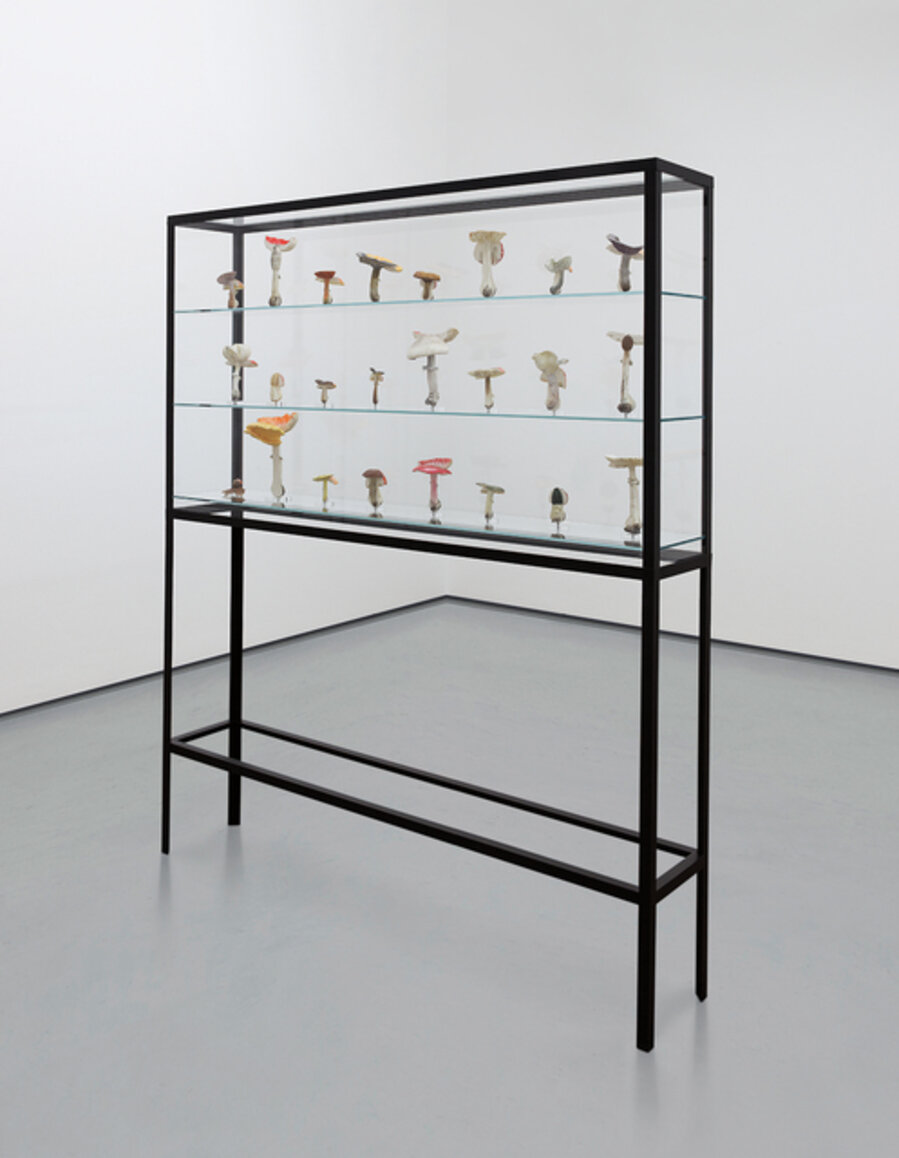 Doppelpilzvitrine (24 Doppelpilze)