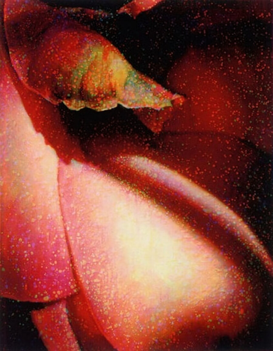 Camelia Shadows