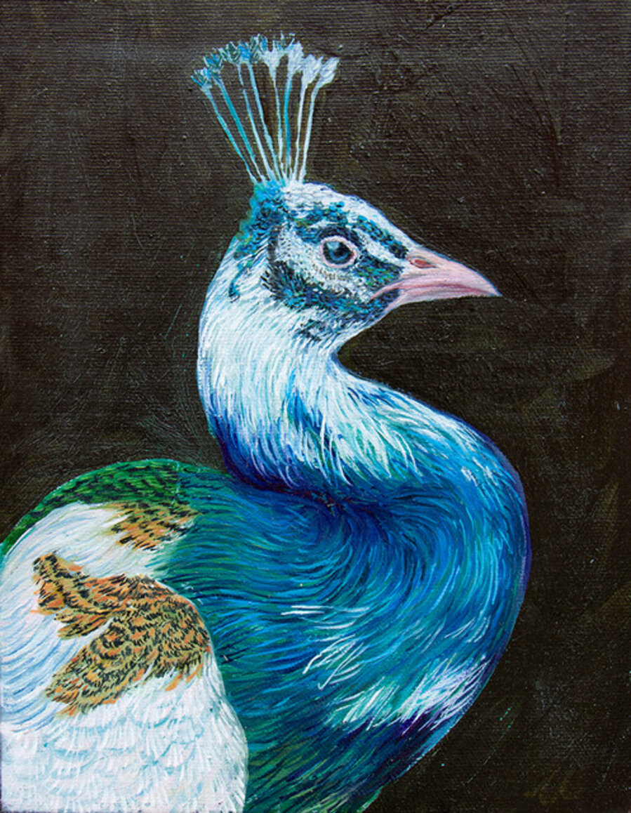 Peacock