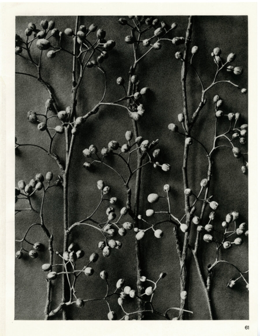 Plate 61- Pirus alnifolia