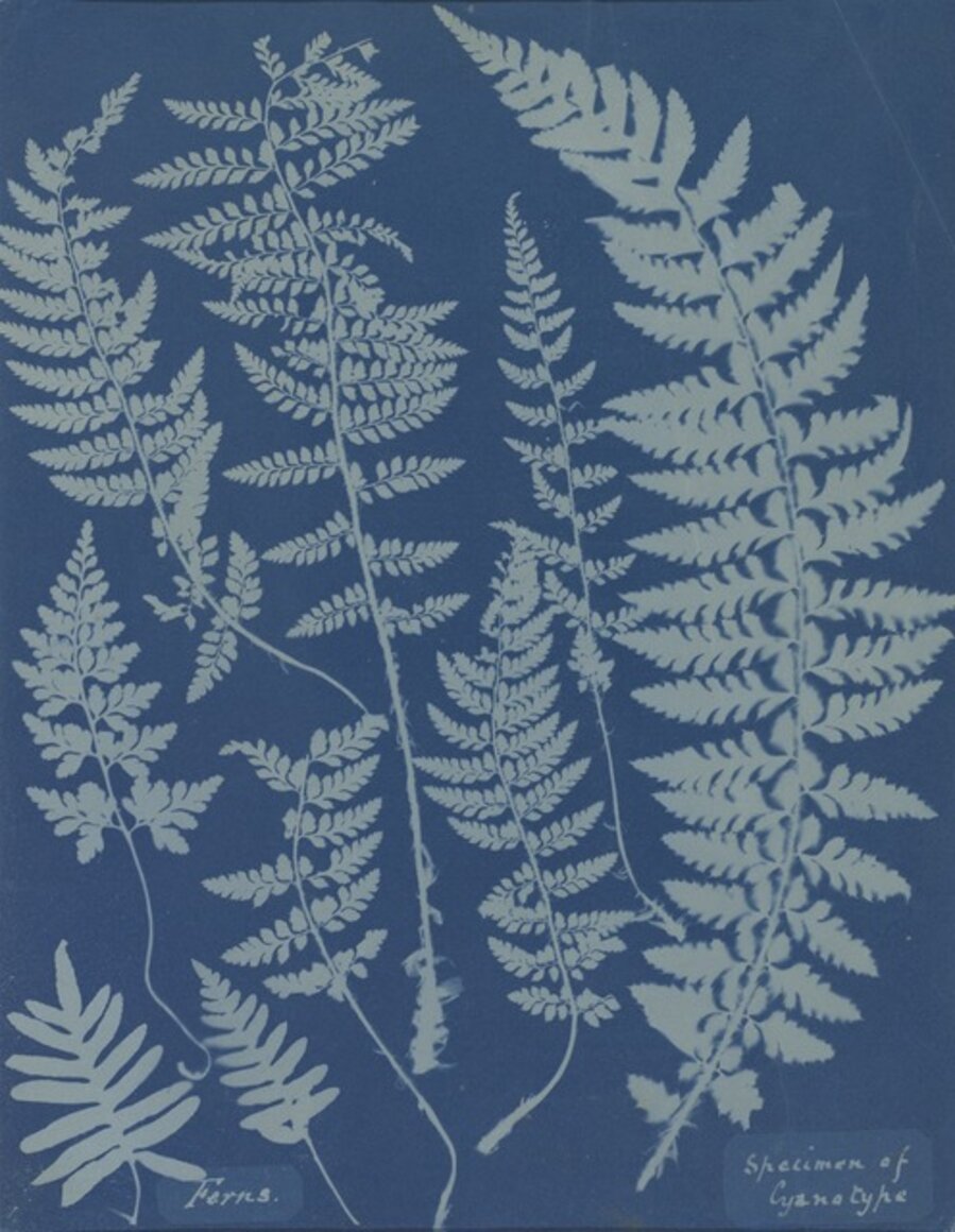 Ferns. Specimen of Cyanotype