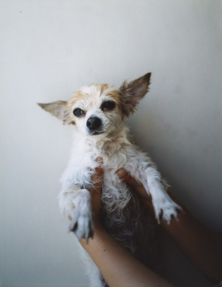 My Dog, Royce 1