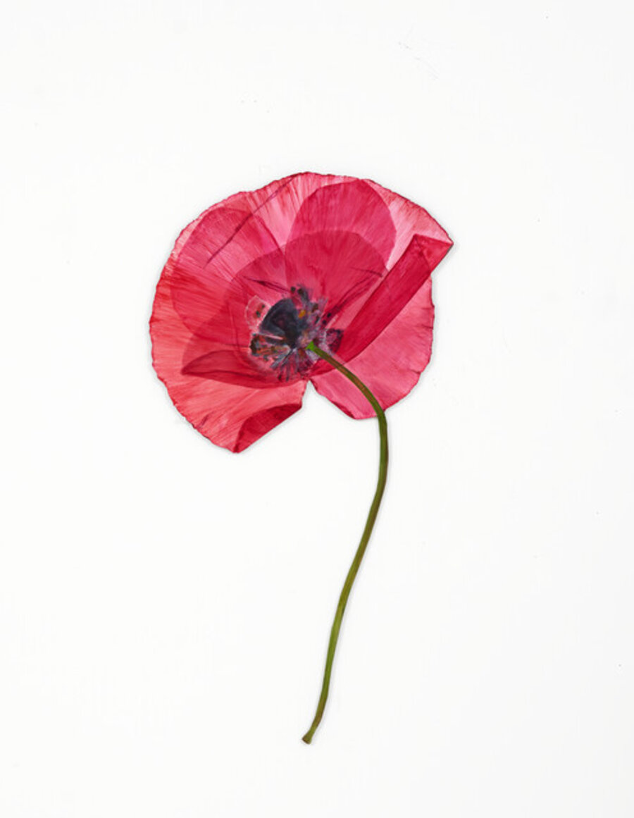 Celia’s Poppy