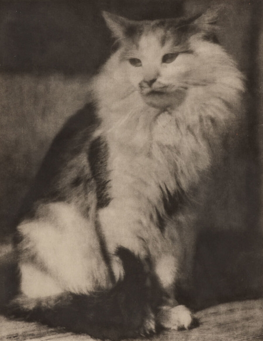 The Cat